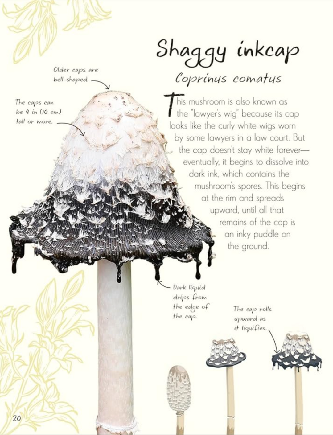 an anthology of fungi mushroom identification guide